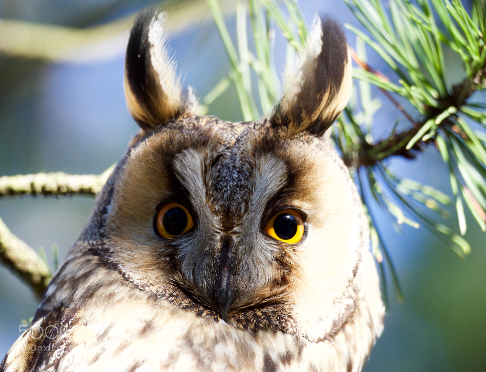Olympus OM-D E-M10 II sample photo. Little owl photography