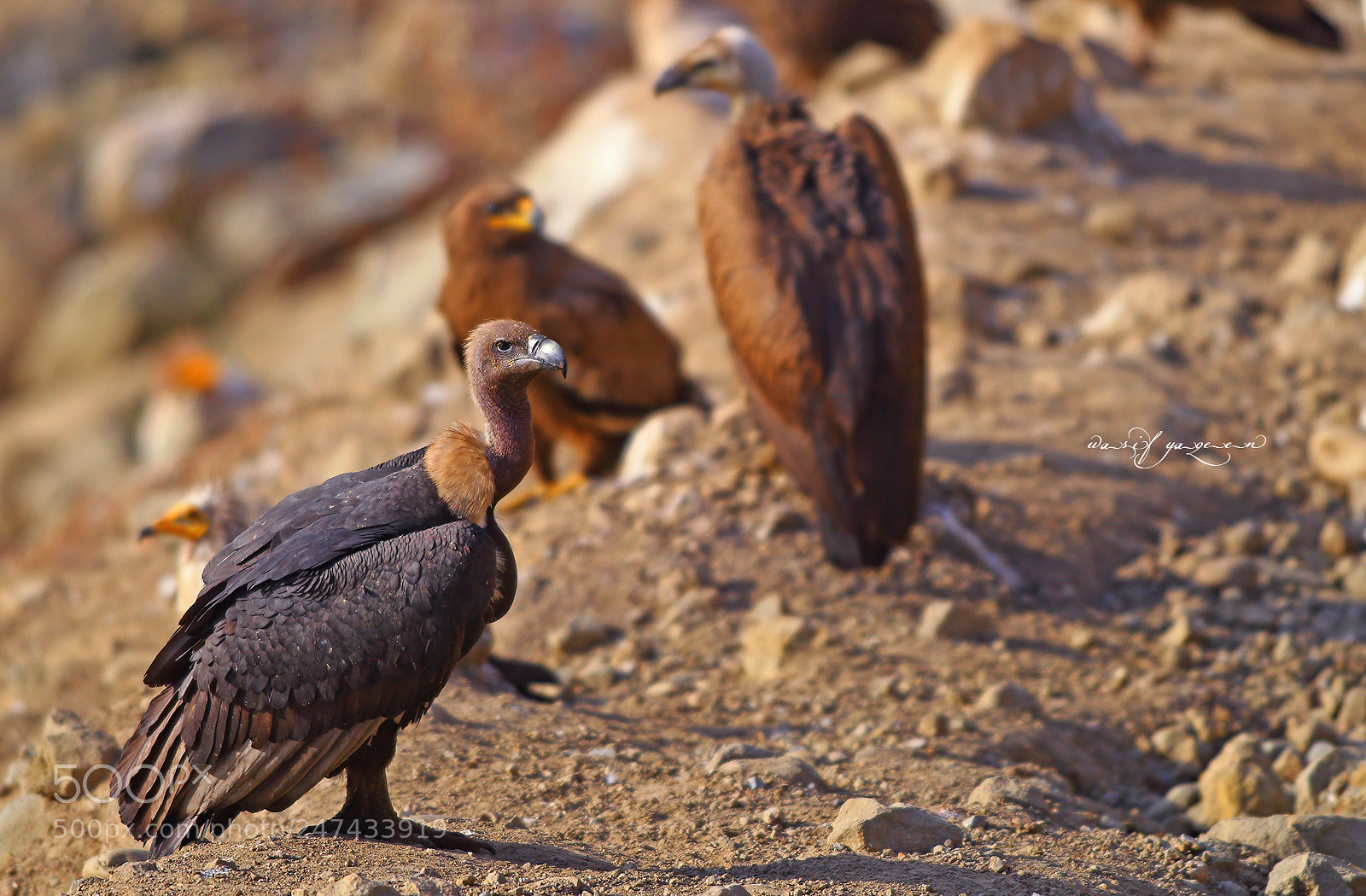 Canon EOS-1D Mark IV sample photo. White rumped vulture photography
