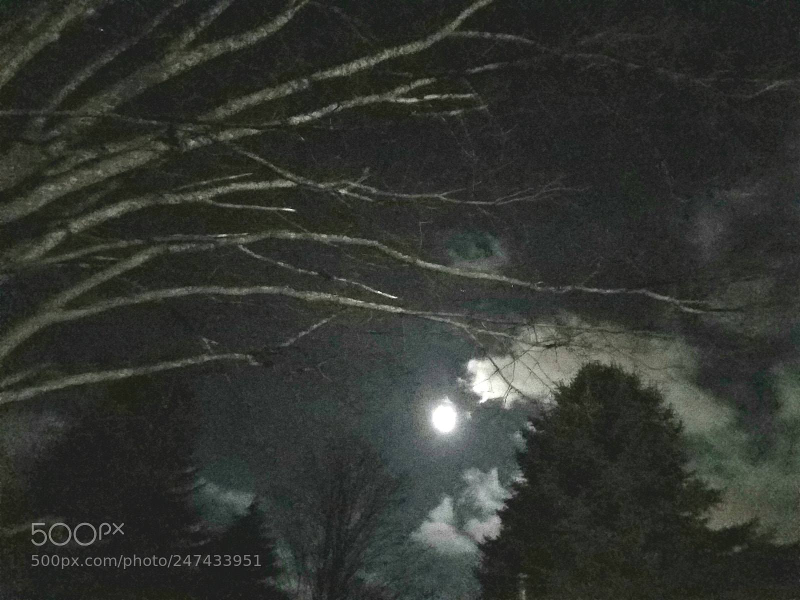 Samsung Galaxy S7 Edge sample photo. Birch trees moonlight photography