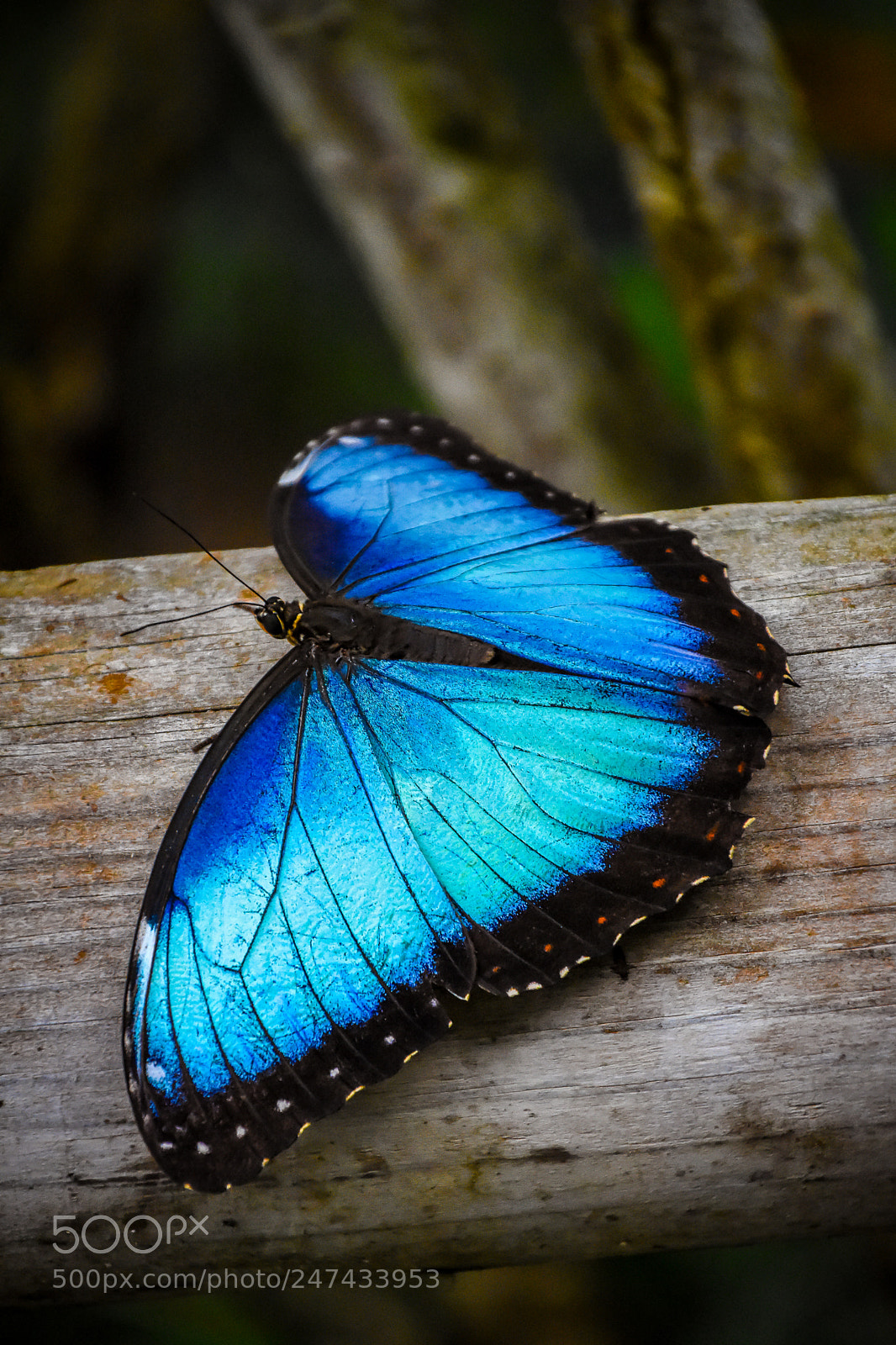 Nikon D7200 sample photo. Blue butterfly photography