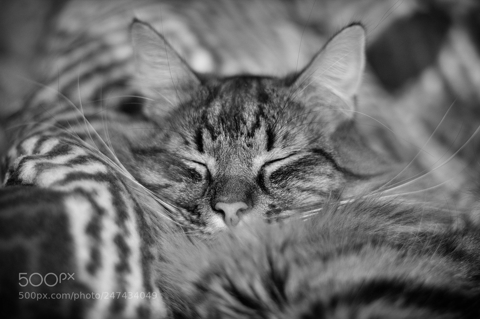 Canon EOS 60D sample photo. Schlafender kater photography