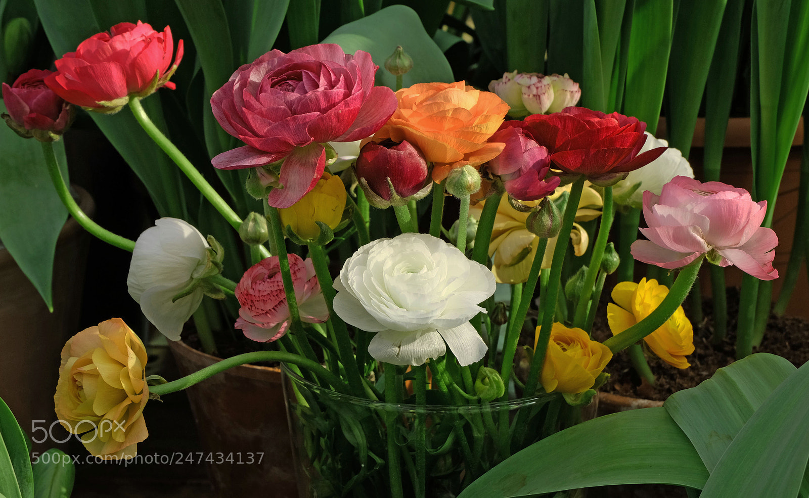 Fujifilm X-M1 sample photo. Spring flowers photography