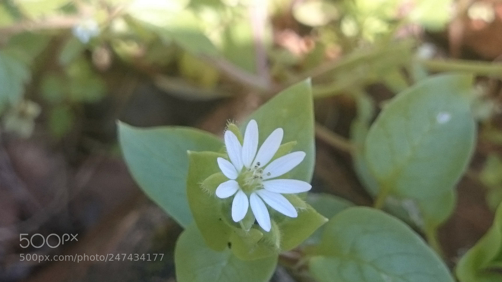 Sony Xperia Z2 sample photo. Untitled photography