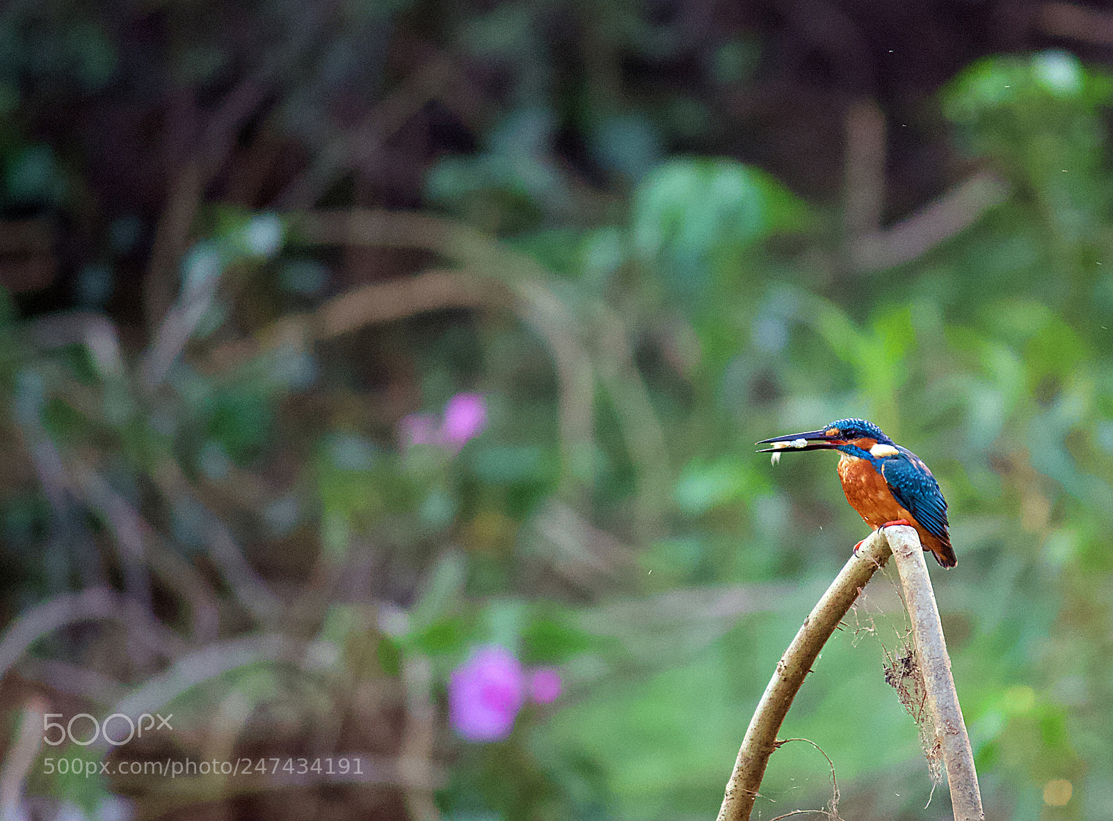 Canon EF-S 55-250mm F4-5.6 IS II sample photo. Kingfisher with catch... photography
