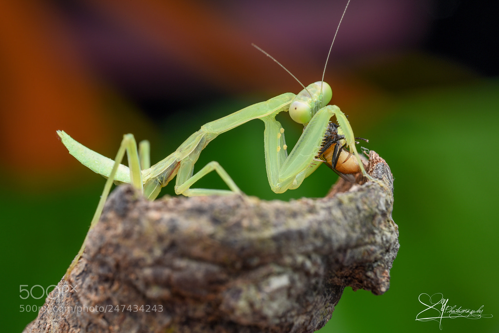 Nikon D750 sample photo. Mantis and its prey photography