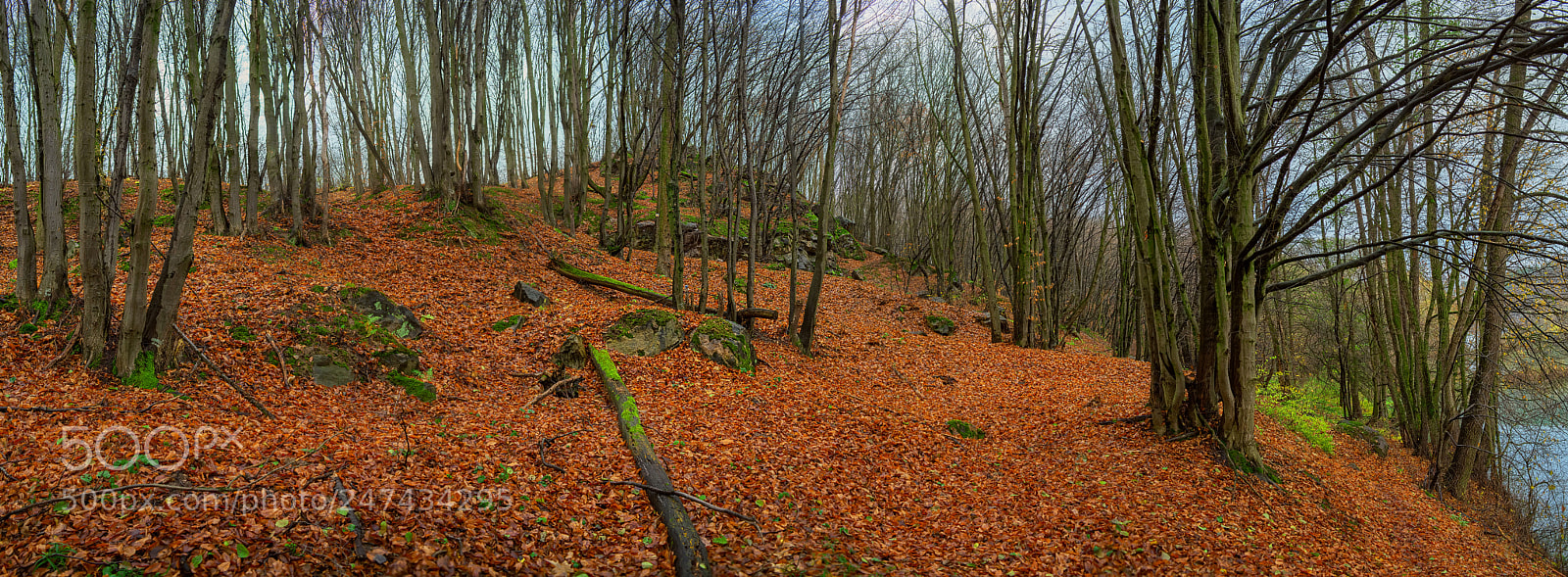Nikon D800E sample photo. Carpet of leaves photography