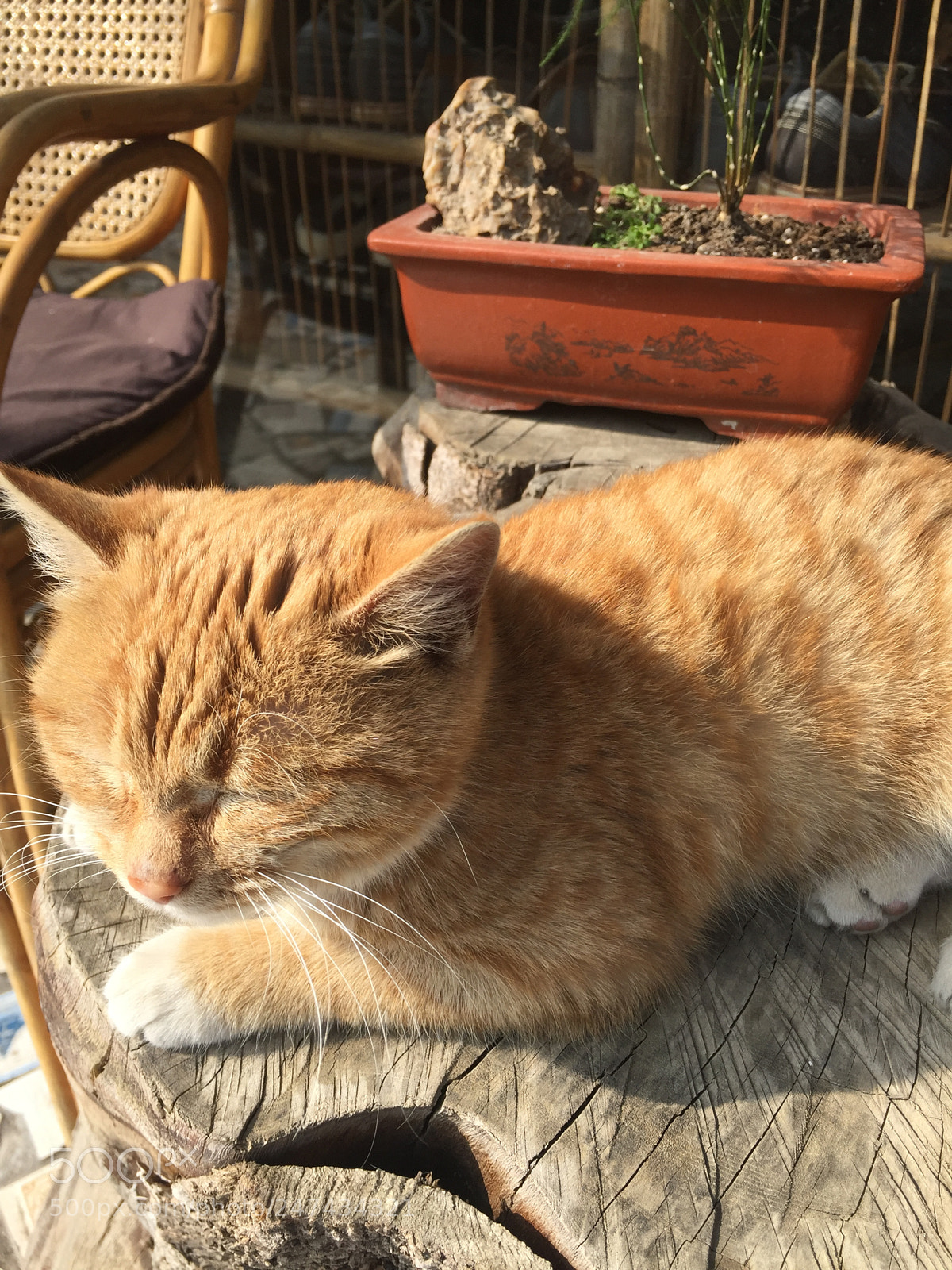 Apple iPhone 6 sample photo. Cat photography