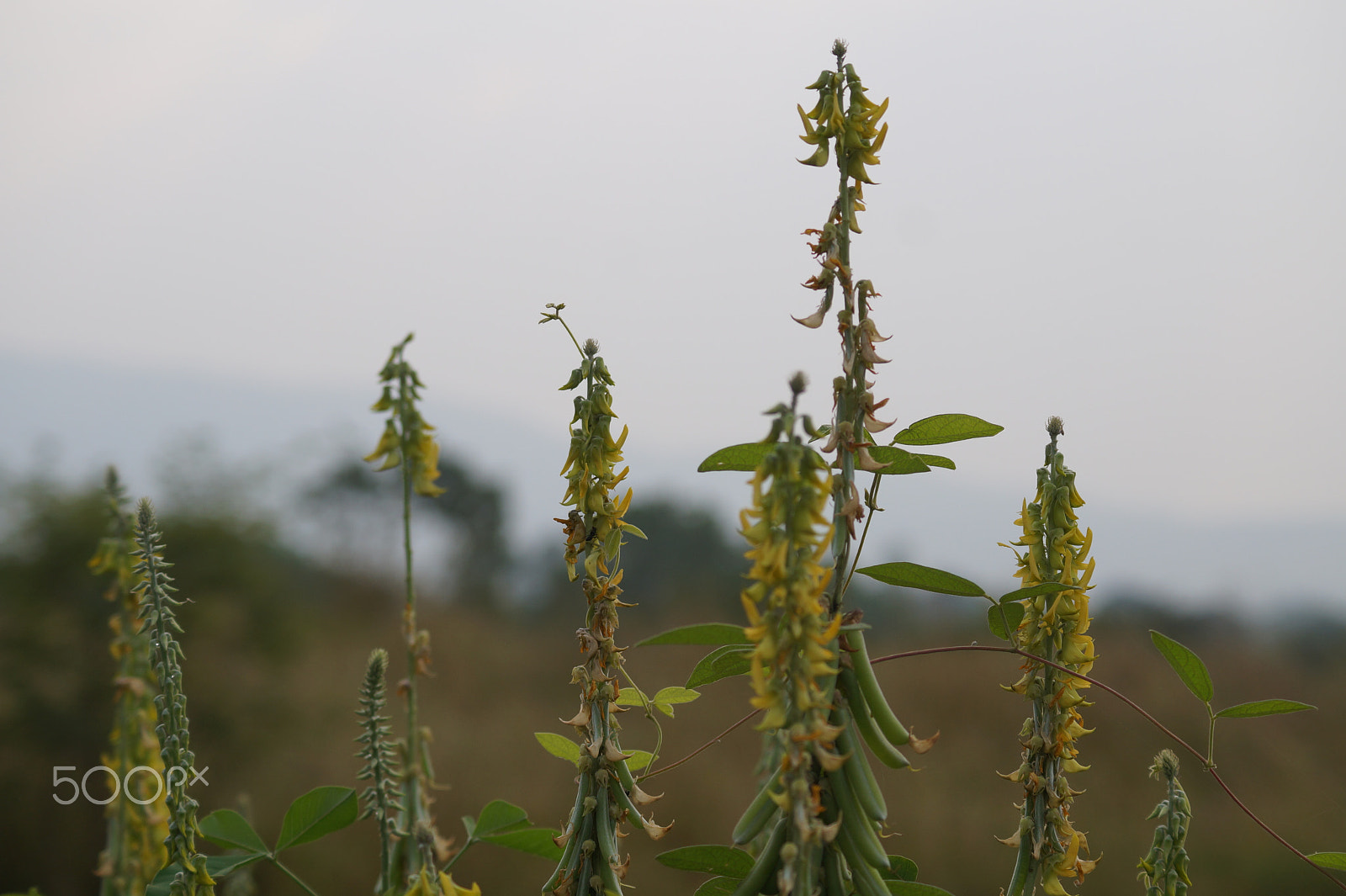 Sony DT 55-200mm F4-5.6 SAM sample photo. Nature photography