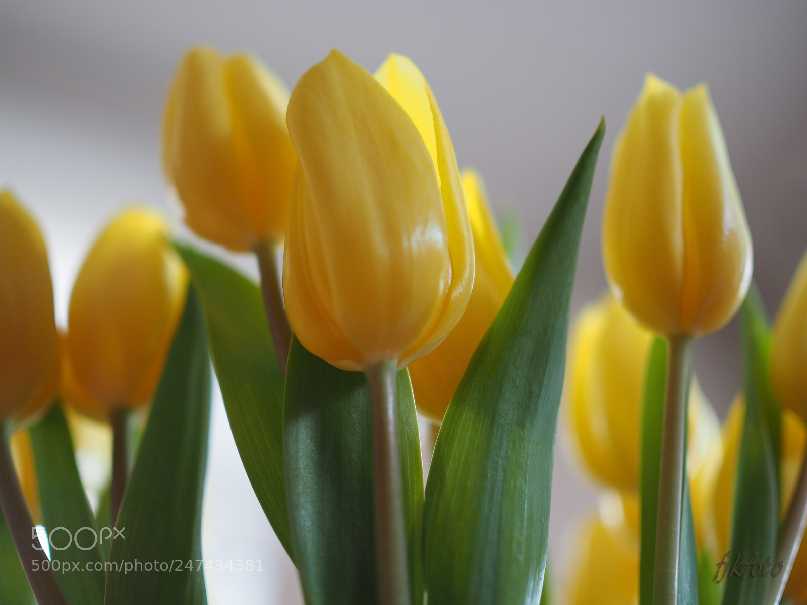 Olympus OM-D E-M1 sample photo. Tulpen photography