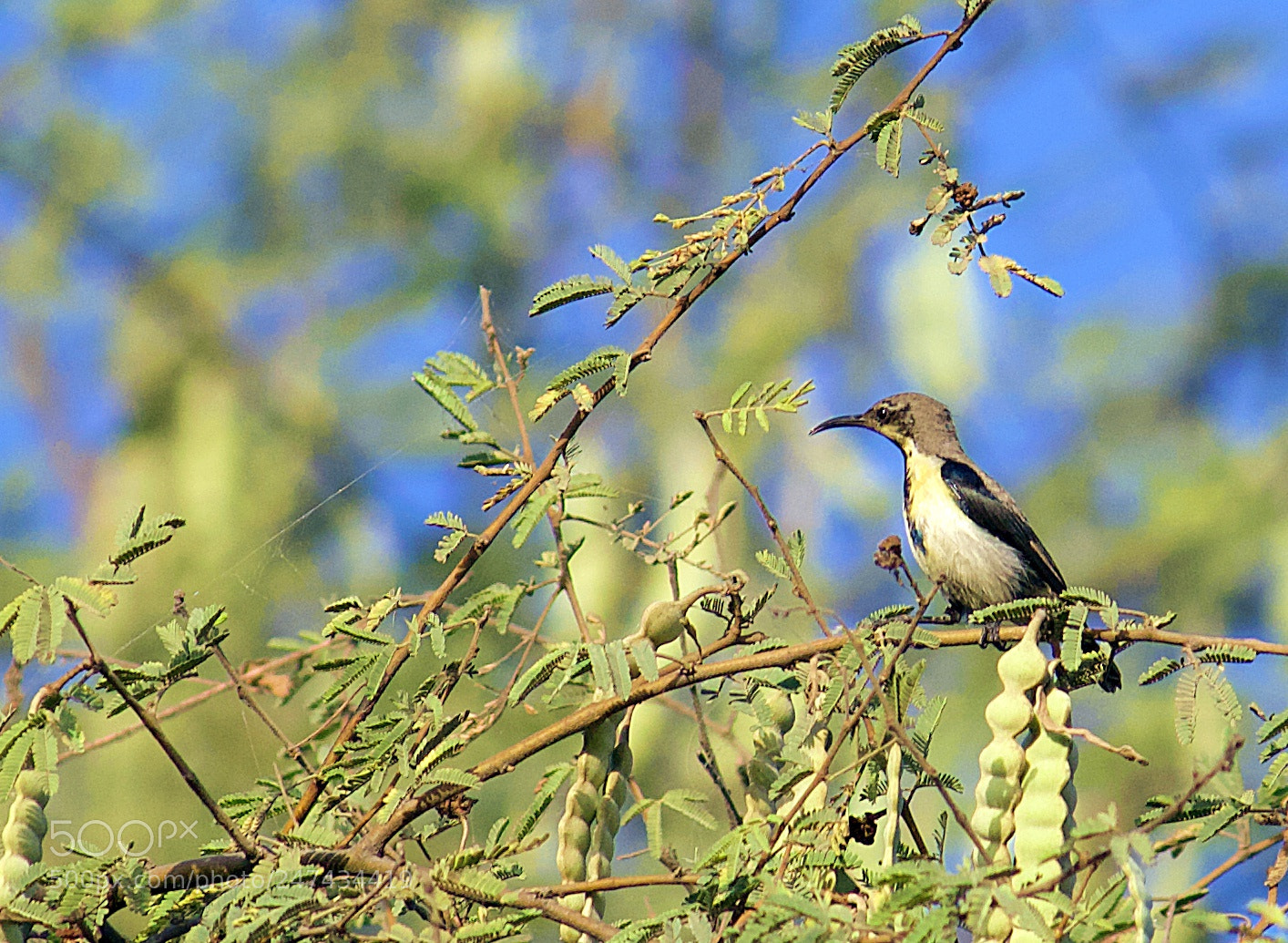 Canon EF-S 55-250mm F4-5.6 IS II sample photo. Purple sunbird male... photography