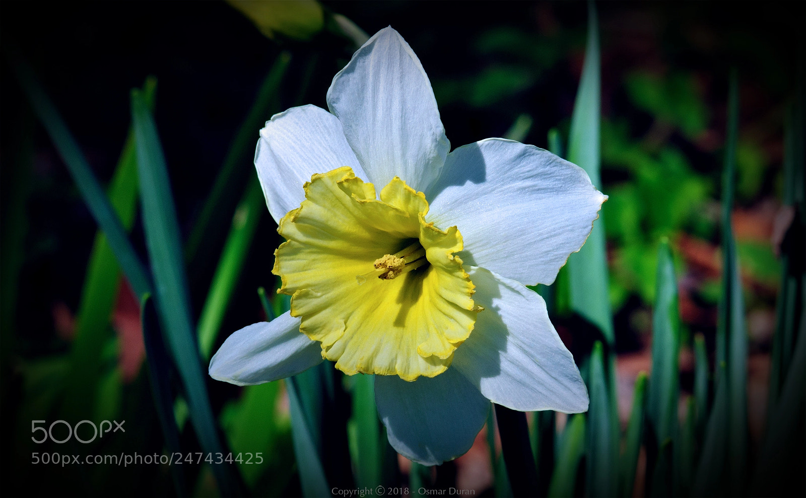 Nikon D300 sample photo. Narciso photography