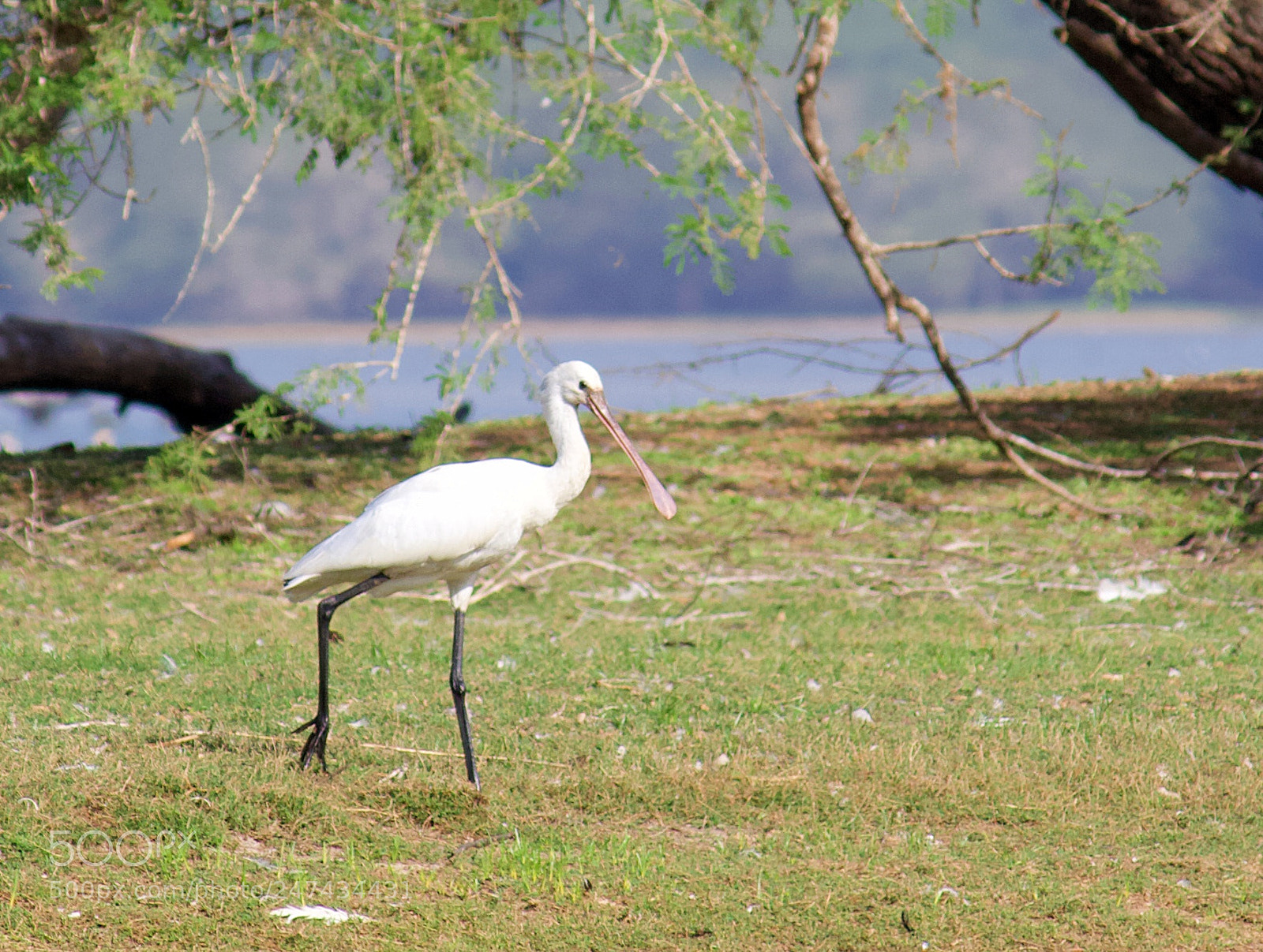 Canon EF-S 55-250mm F4-5.6 IS II sample photo. Spoonbill... photography