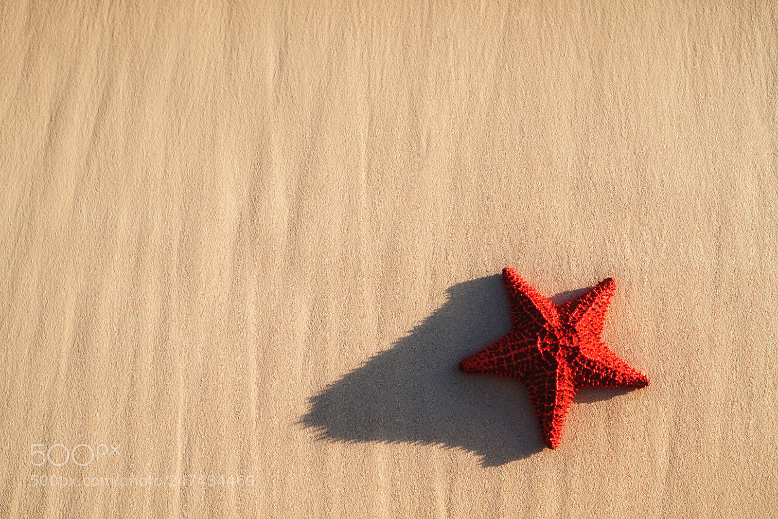 Sony a7R II sample photo. Seastar or sea starfish photography