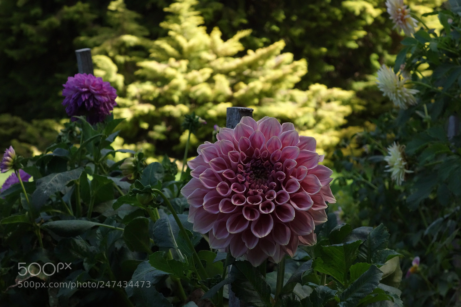 Sony Cyber-shot DSC-RX100 sample photo. The blossomed rose photography