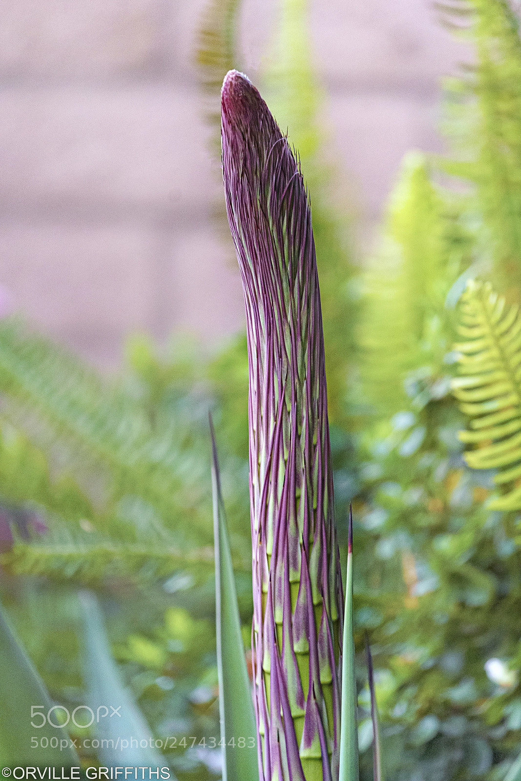 Sony a9 sample photo. Flora**lingam** photography