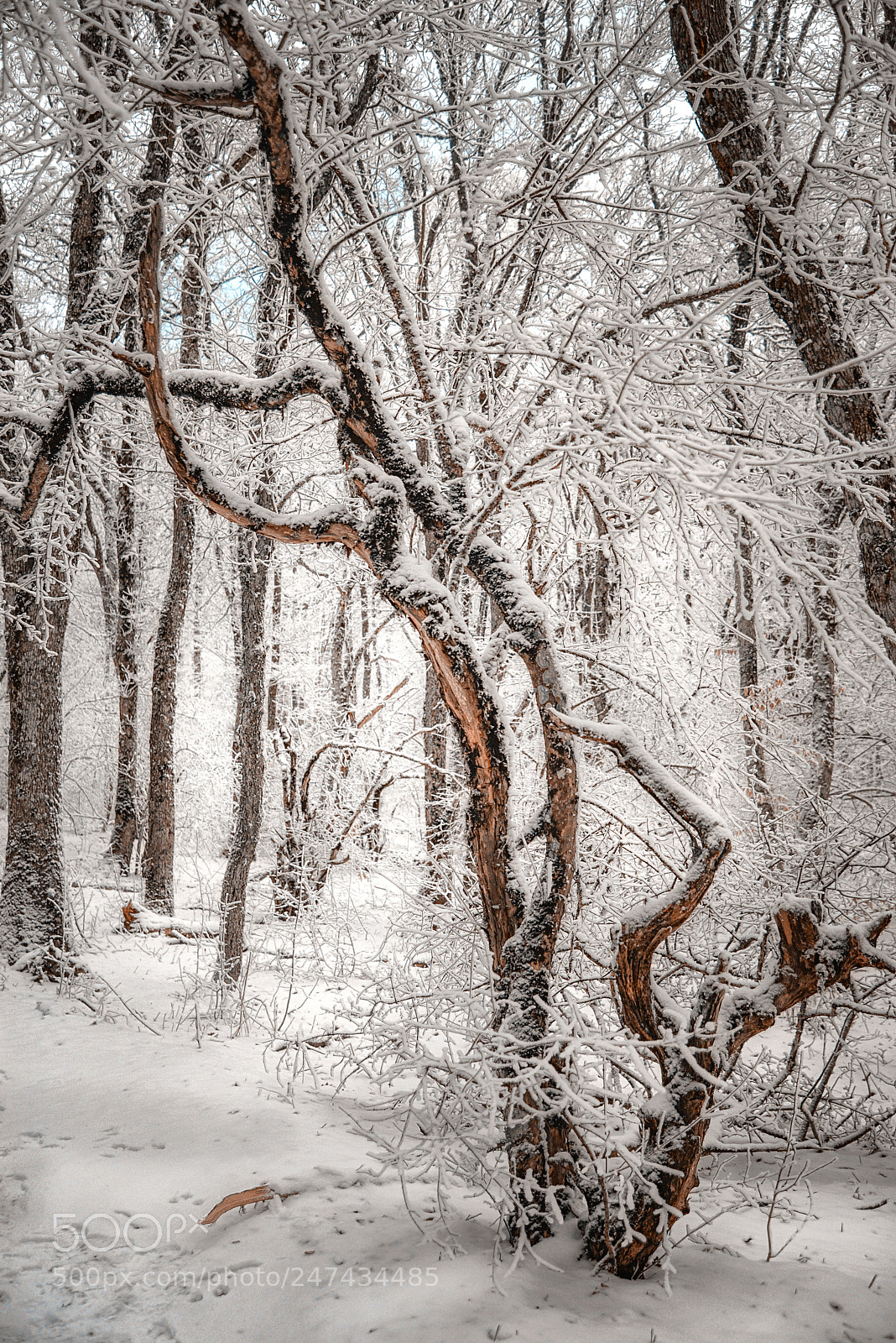 Nikon D610 sample photo. Suddenly the winter came photography