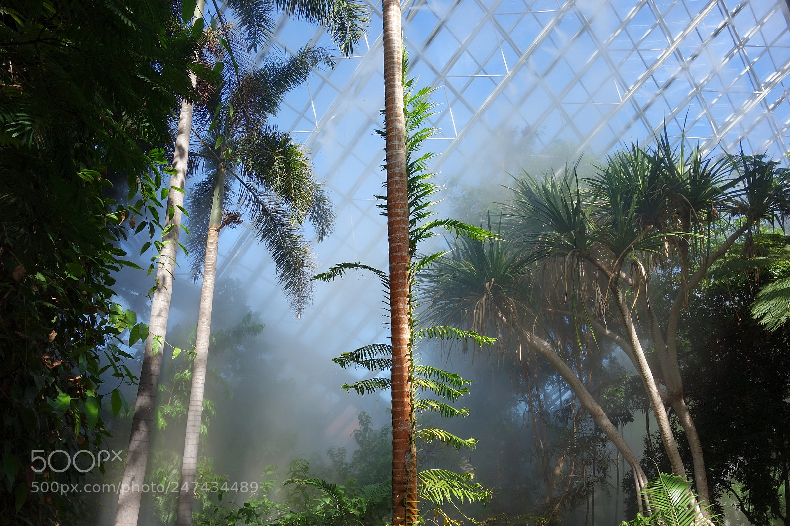 Sony Cyber-shot DSC-RX100 sample photo. The jurassic rainforest photography