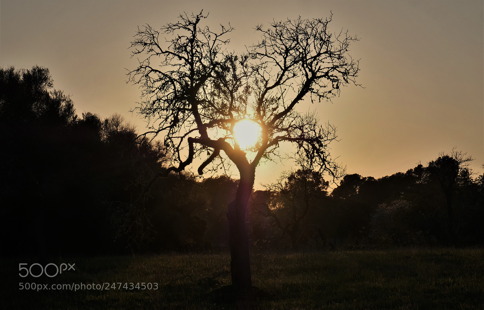Panasonic Lumix DC-GH5 sample photo. Heart tree sunset photography
