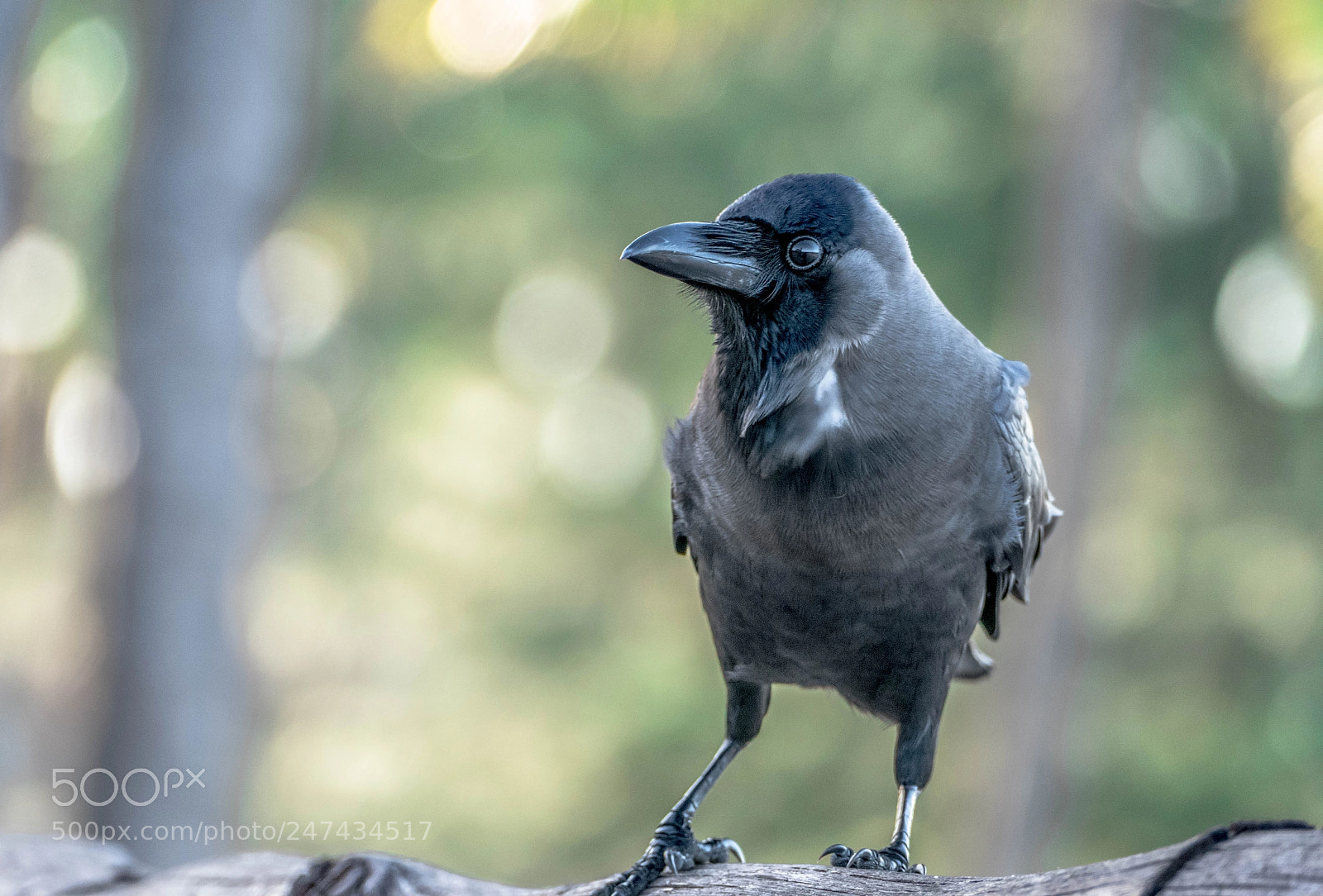 Panasonic Lumix DMC-FZ1000 sample photo. Crow young and green photography