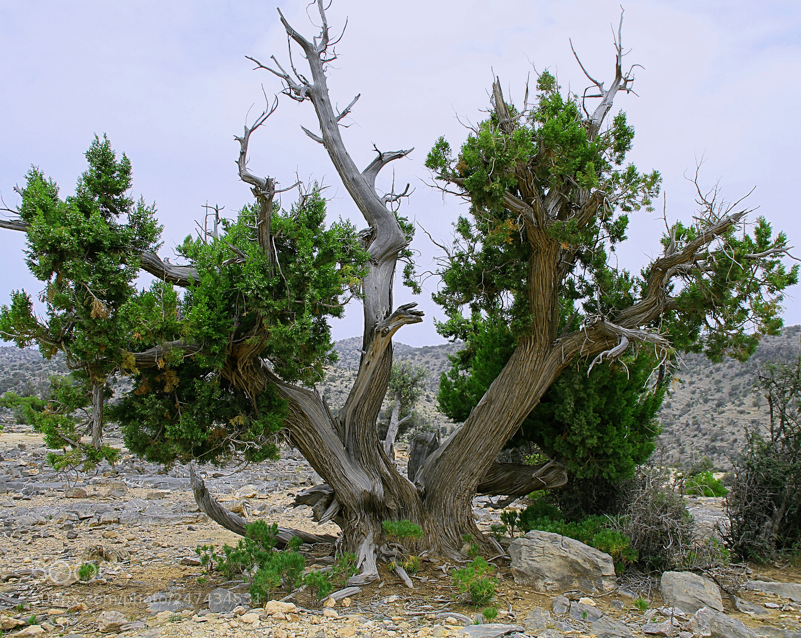 Canon EOS 7D sample photo. Tree with character photography