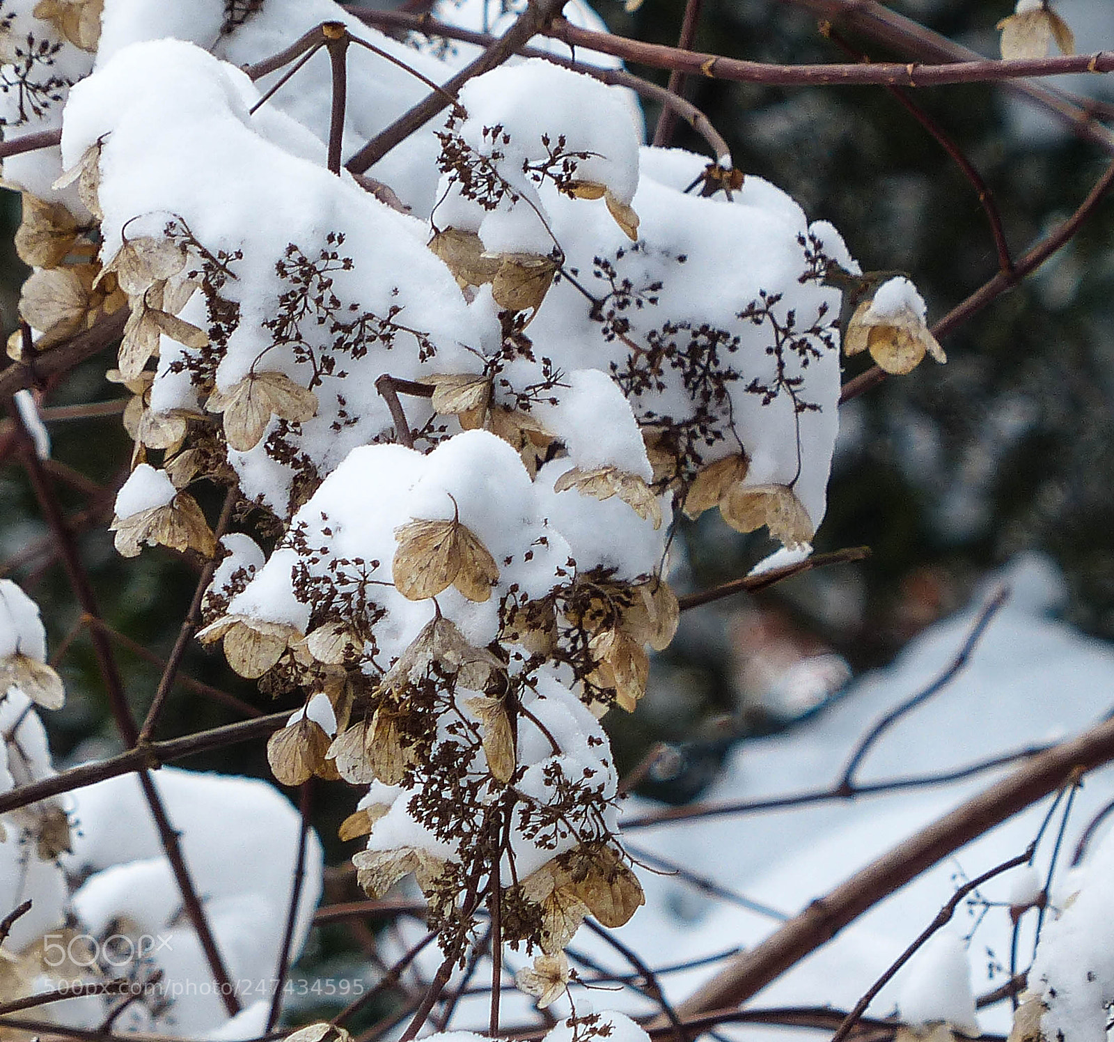 Panasonic Lumix DMC-FZ200 sample photo. Winter beauty photography
