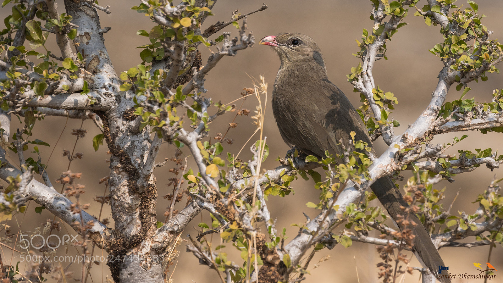 Canon EOS 7D Mark II sample photo. Sirkeer malkoha..!! photography