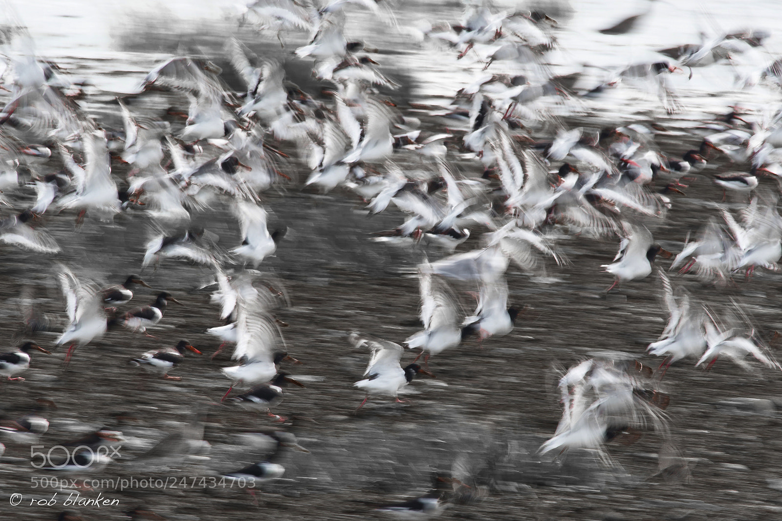 Nikon D500 sample photo. Moving birds (3) photography