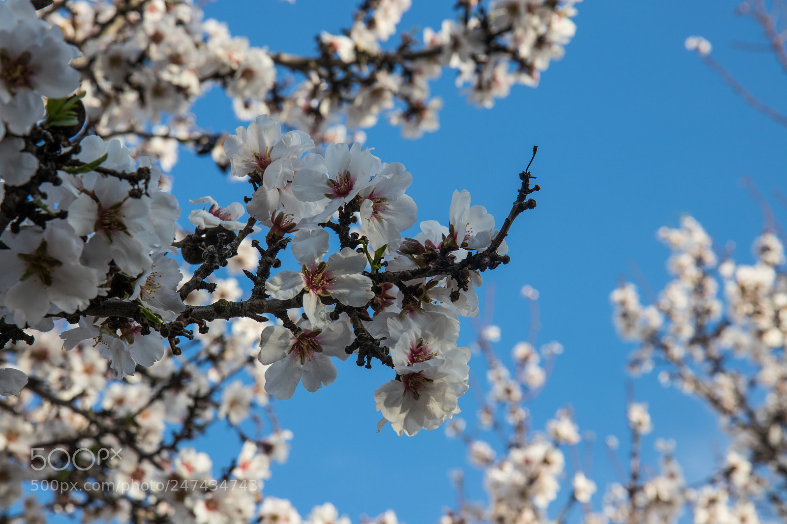 Canon EOS 80D sample photo. Almond bloom photography