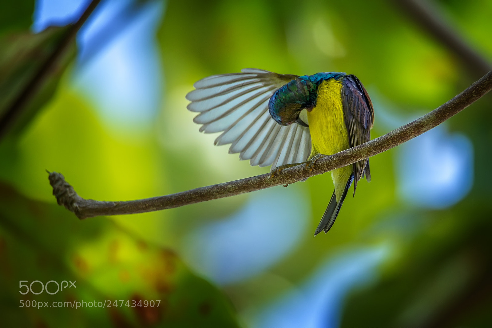 Canon EOS 7D Mark II sample photo. Male plain-throated sunbird photography