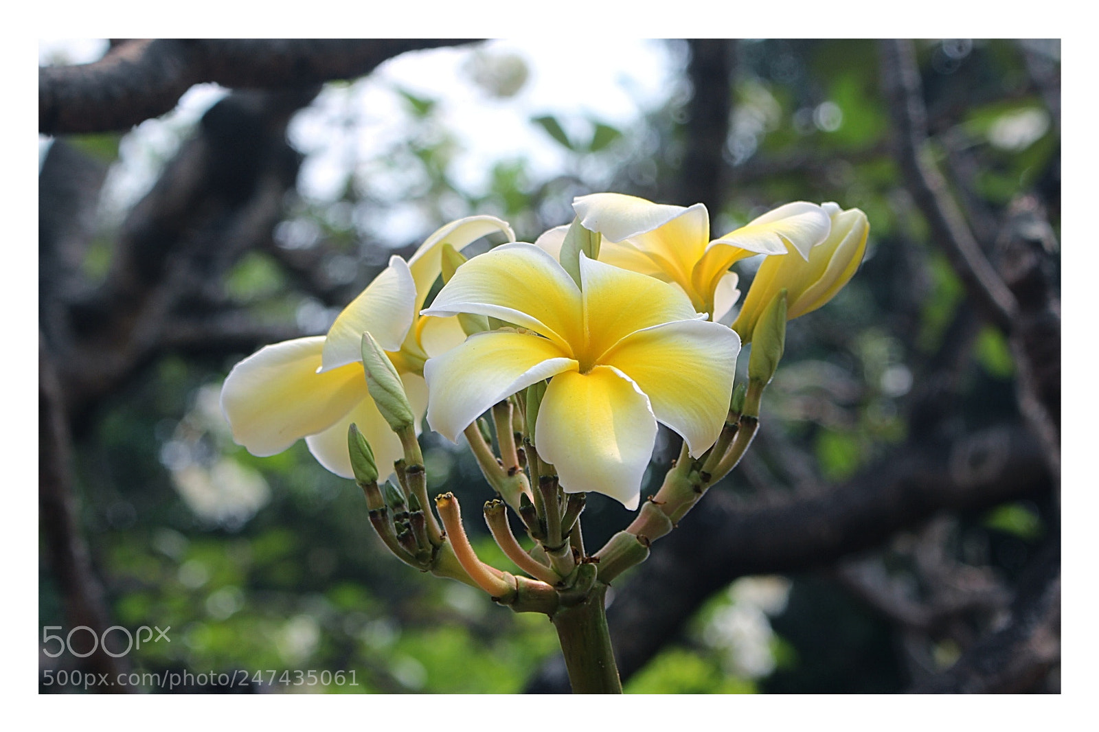 Canon EOS 700D (EOS Rebel T5i / EOS Kiss X7i) sample photo. Snapseed photography