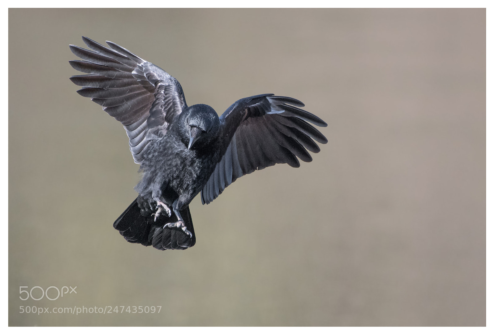 Nikon D500 sample photo. Crow landing photography