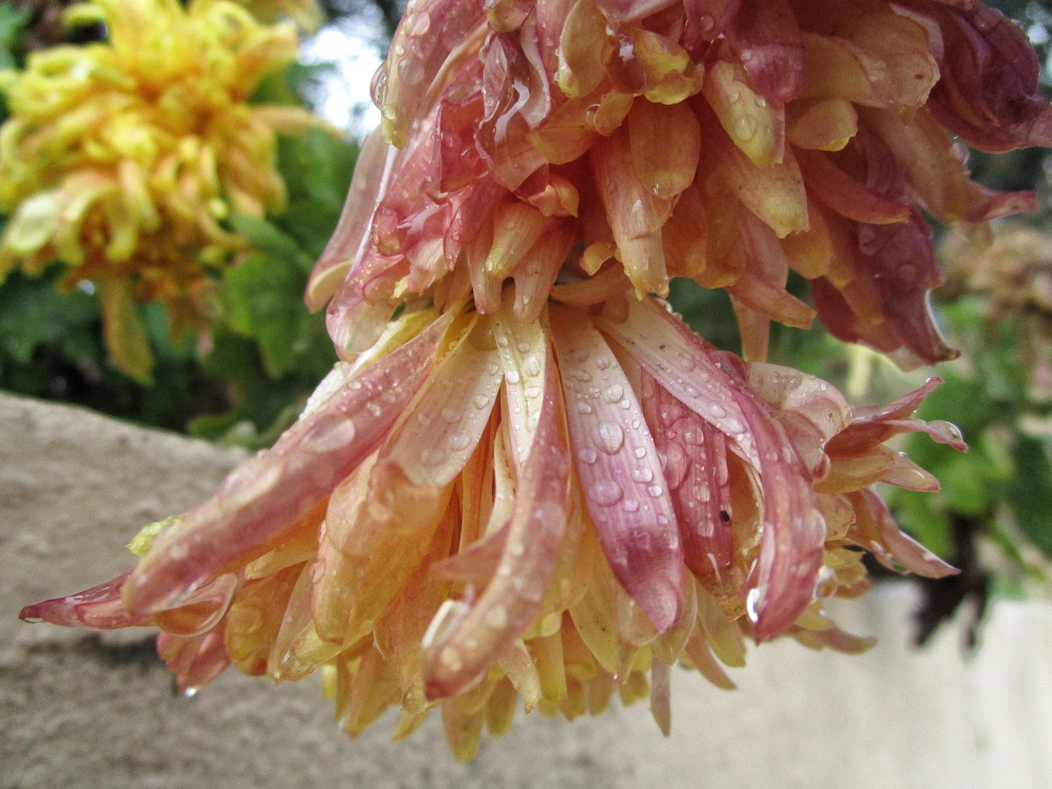 Canon PowerShot ELPH 190 IS (IXUS 180 / IXY 190) sample photo. Tear drops photography