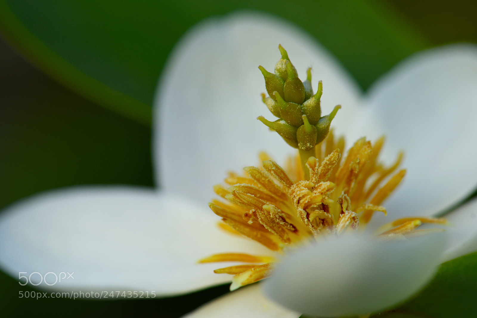 Nikon D7500 sample photo. Sb029 photography