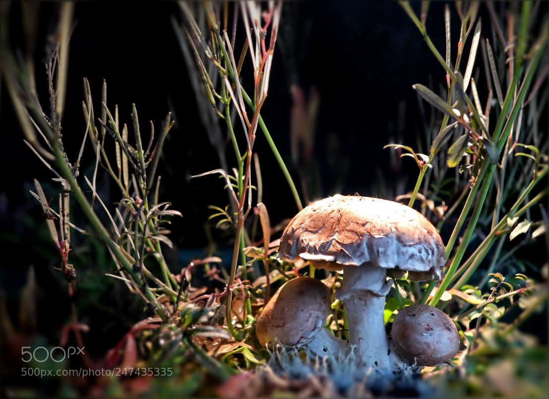 Canon PowerShot G9 X Mark II sample photo. Champignons blancs photography