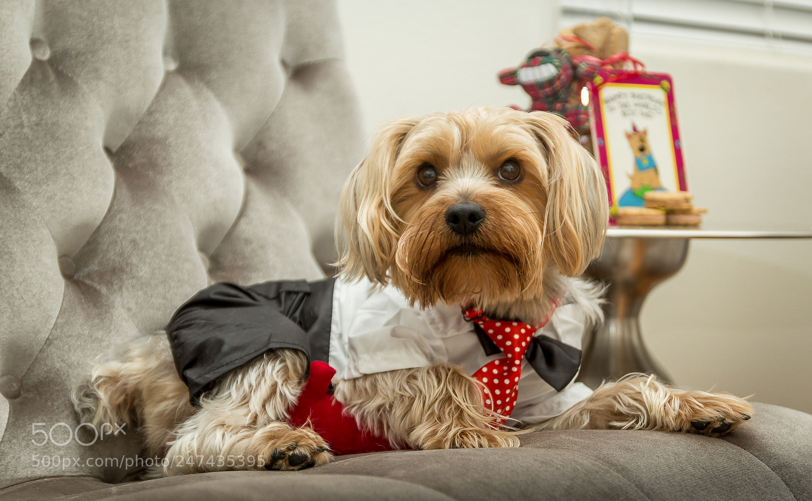 Canon EOS 60D sample photo. Yorkie family photography