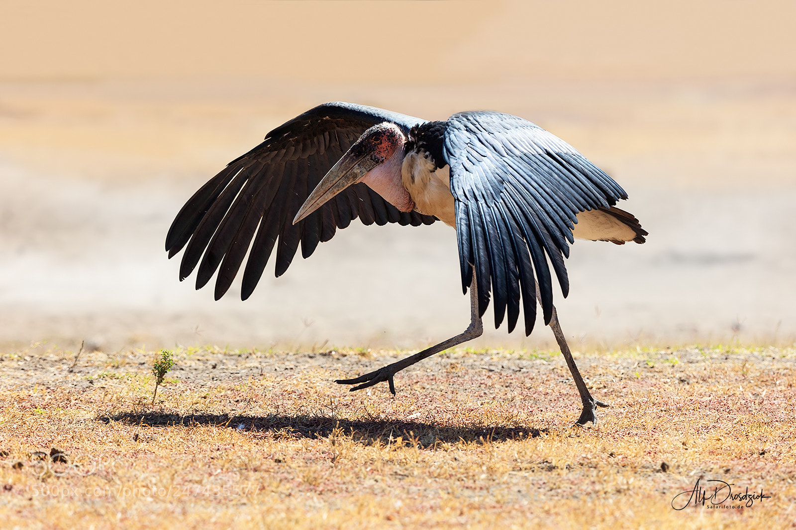 Canon EOS 5DS R sample photo. Marabou photography