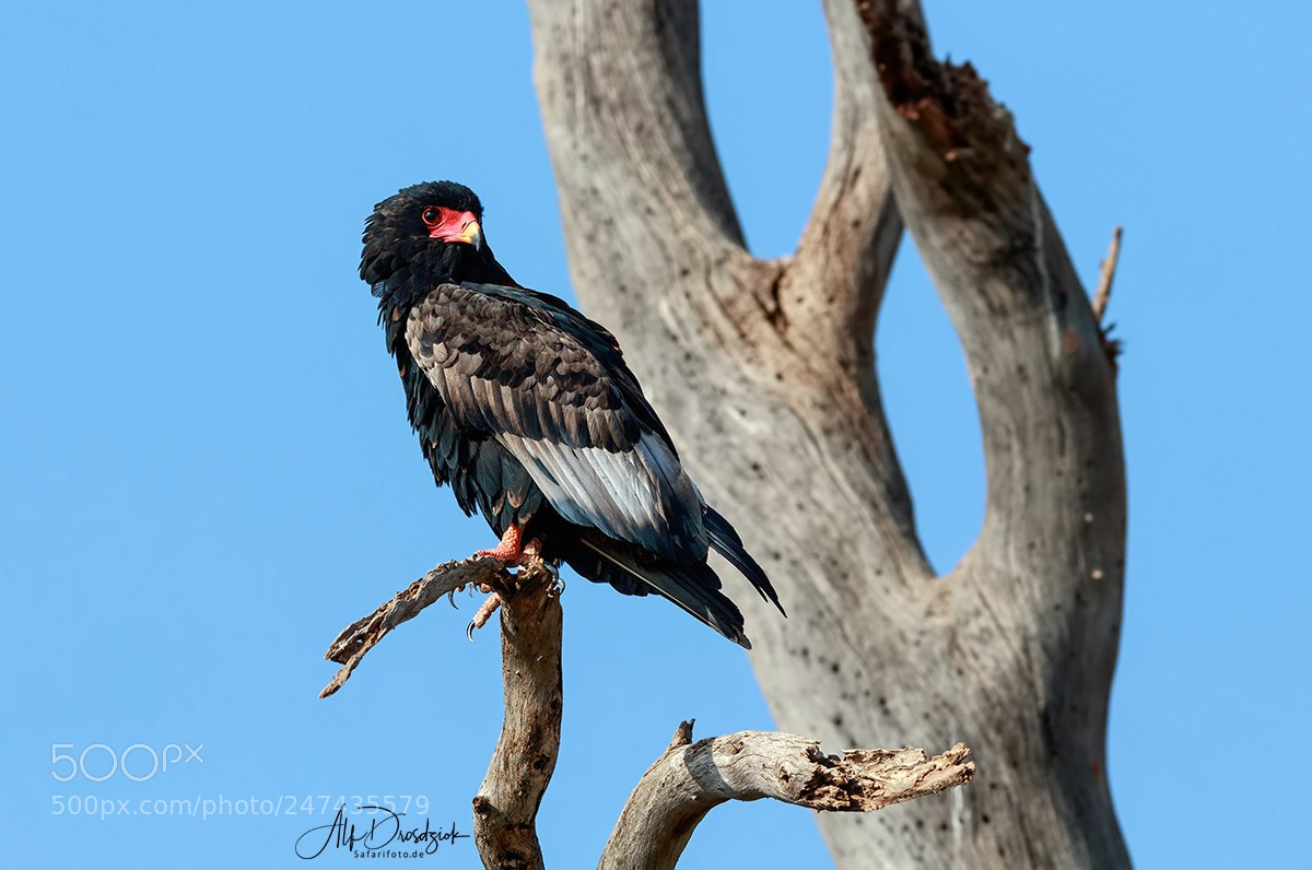 Canon EOS 5DS R sample photo. Bateleur - der gaukler photography