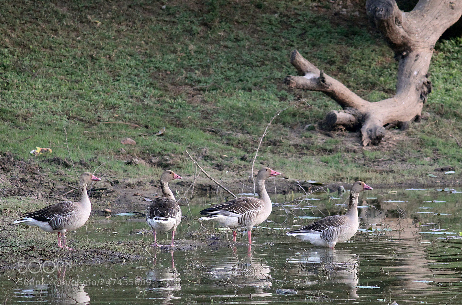 Canon EF-S 55-250mm F4-5.6 IS II sample photo. Grey legged goose in photography