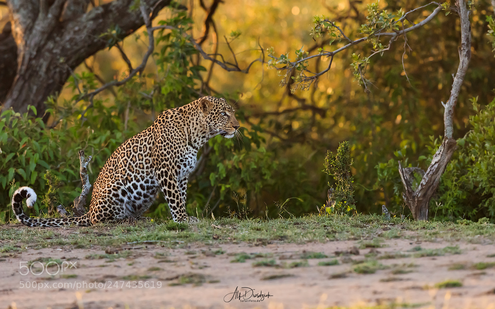 Canon EOS 5DS R sample photo. Leopard photography