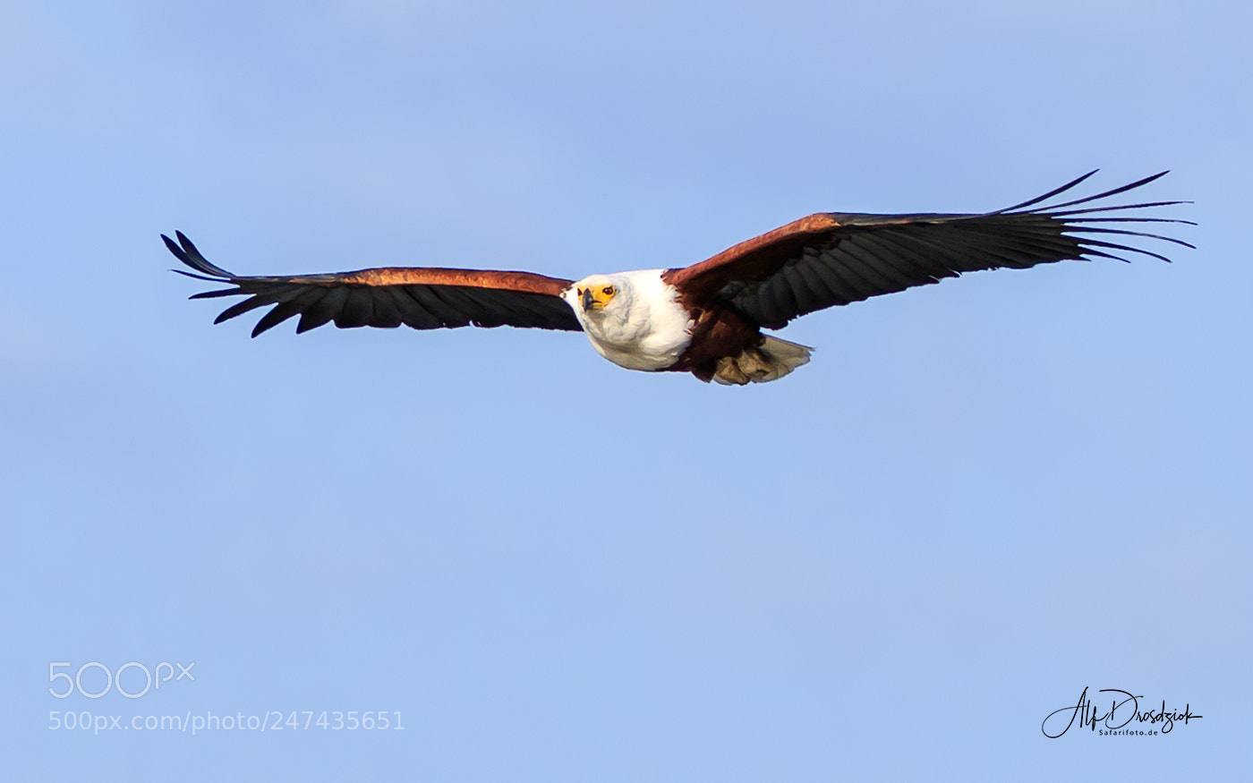Canon EOS 7D Mark II sample photo. Flying african fisheagle photography