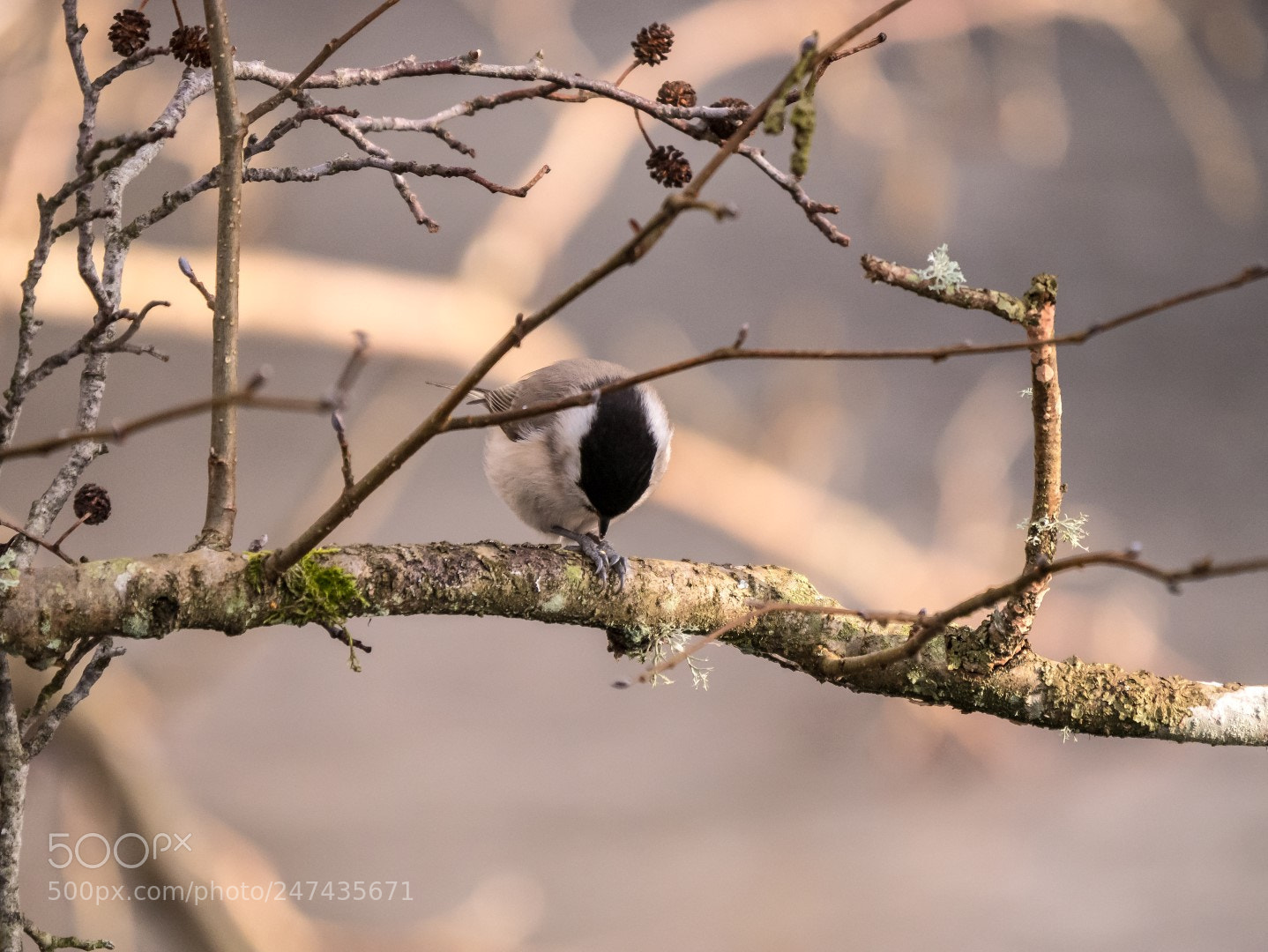 Panasonic Lumix DMC-GX85 (Lumix DMC-GX80 / Lumix DMC-GX7 Mark II) sample photo. Parus palustris photography