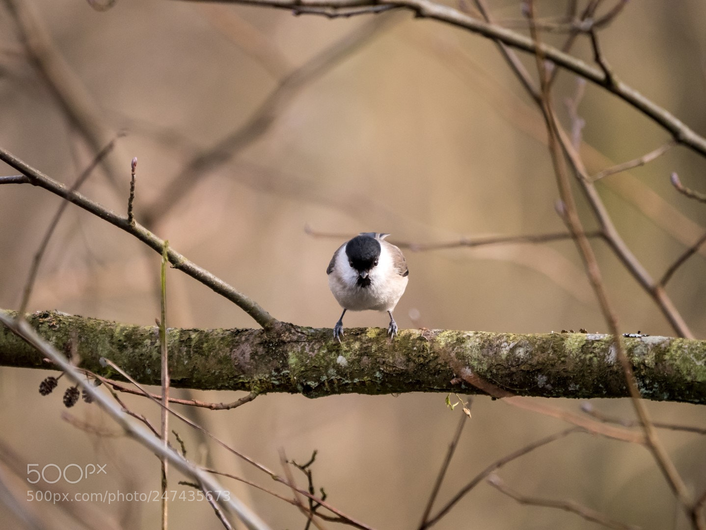 Panasonic Lumix DMC-GX85 (Lumix DMC-GX80 / Lumix DMC-GX7 Mark II) sample photo. Parus palustris photography