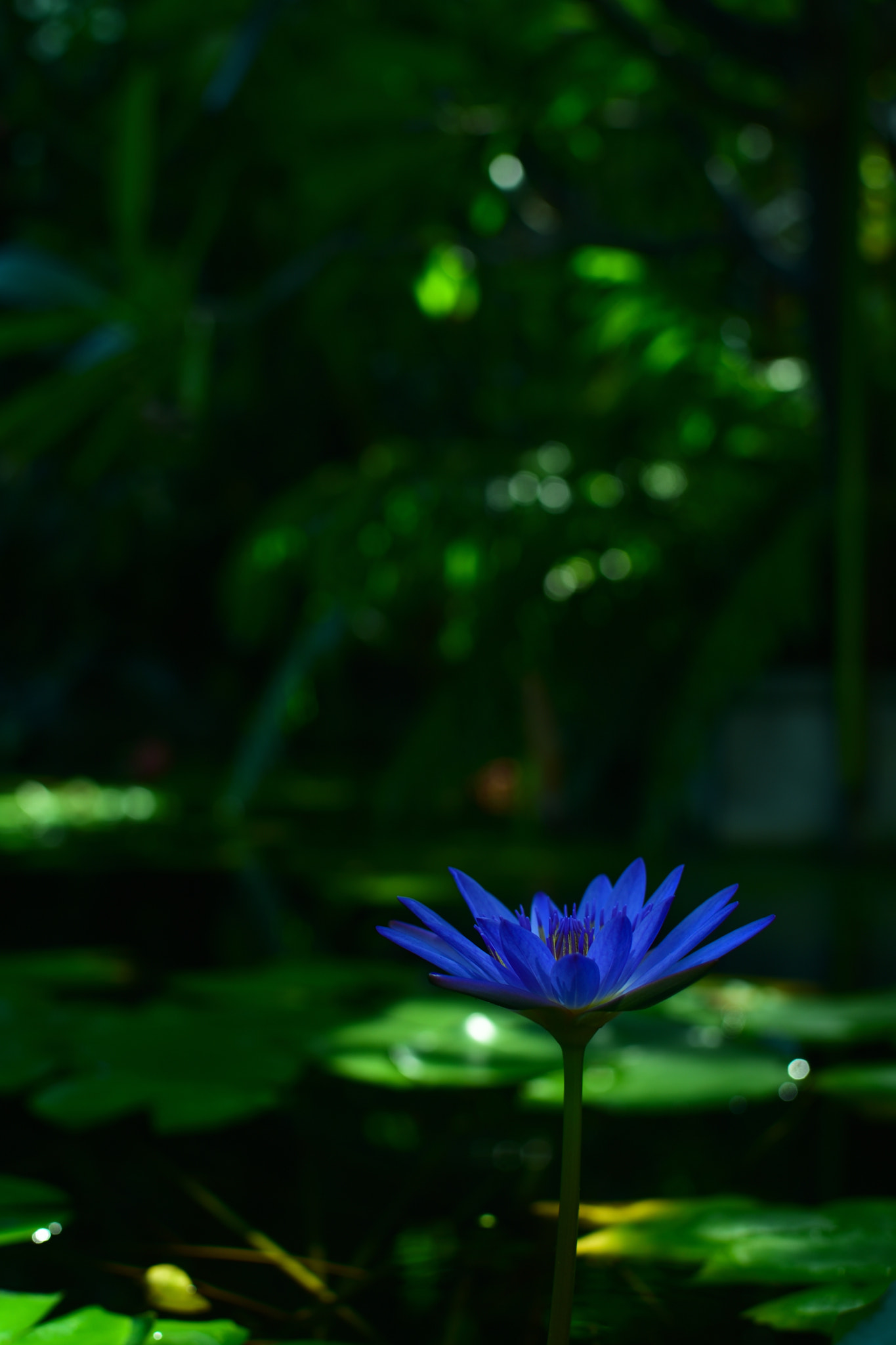 Nikon D750 sample photo. Lotus photography