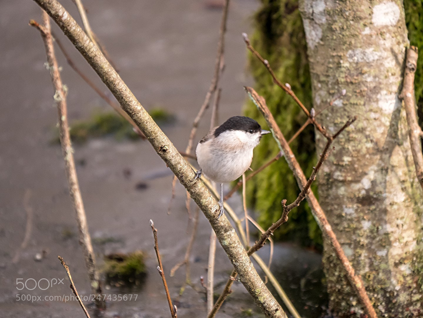 Panasonic Lumix DMC-GX85 (Lumix DMC-GX80 / Lumix DMC-GX7 Mark II) sample photo. Parus palustris photography