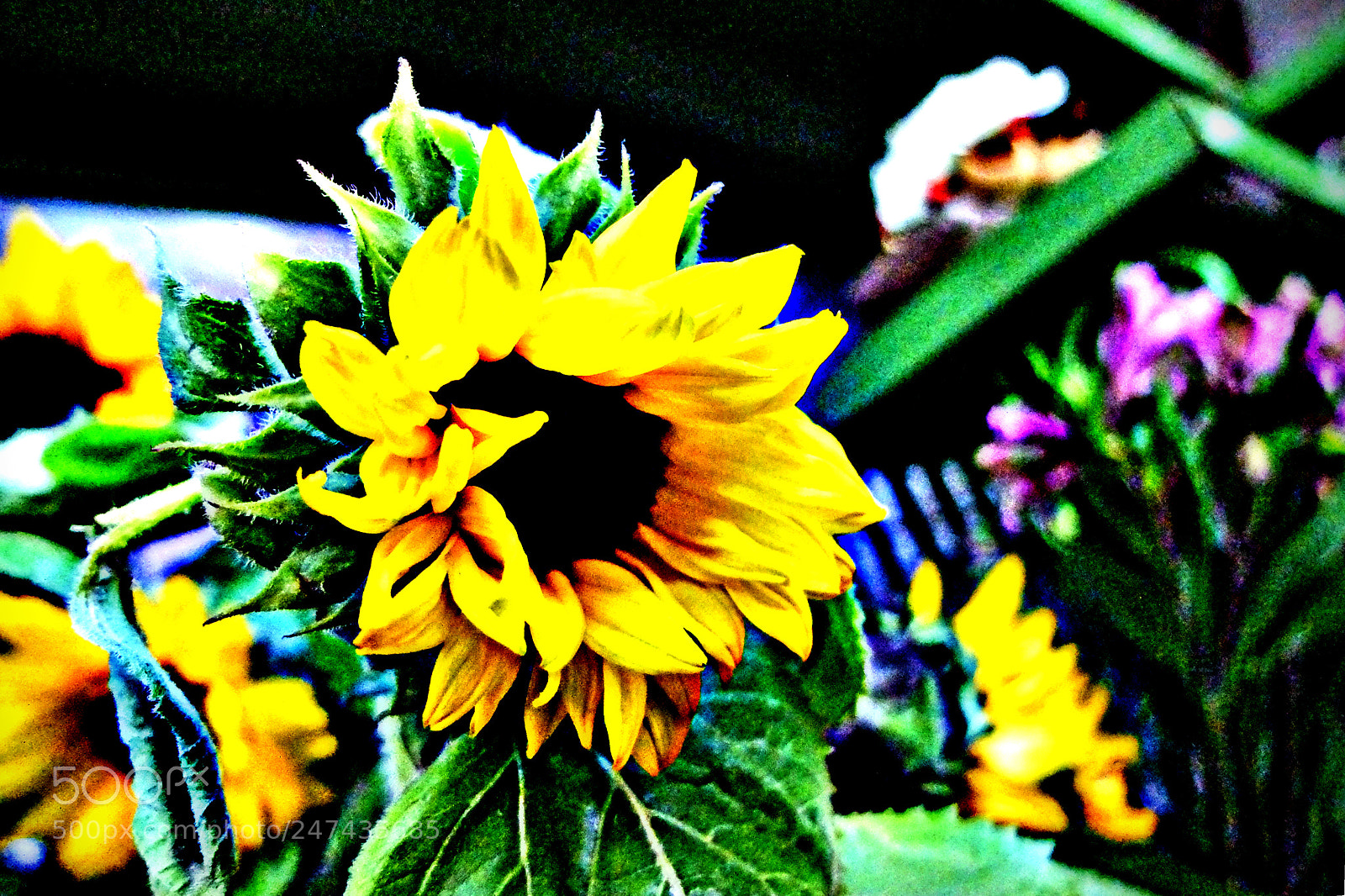 Fujifilm X20 sample photo. Copia photography