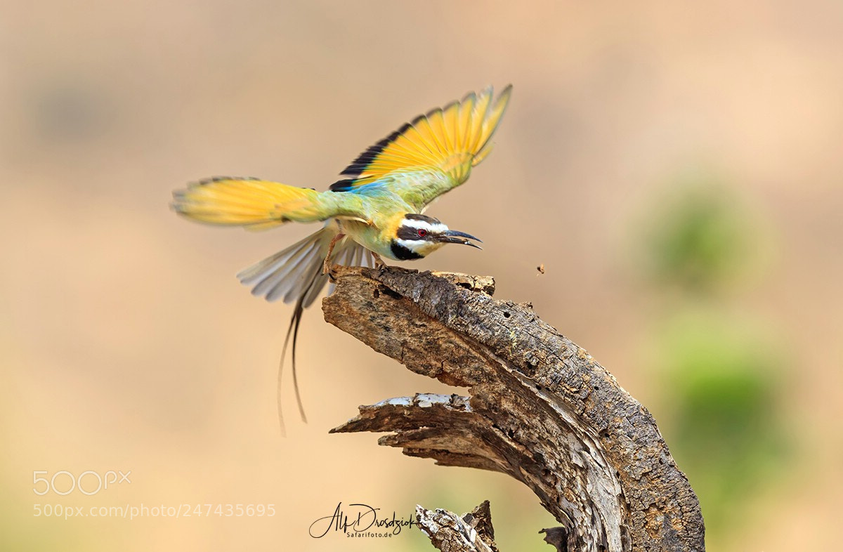 Canon EOS 5DS R sample photo. White-throated bee-eater photography