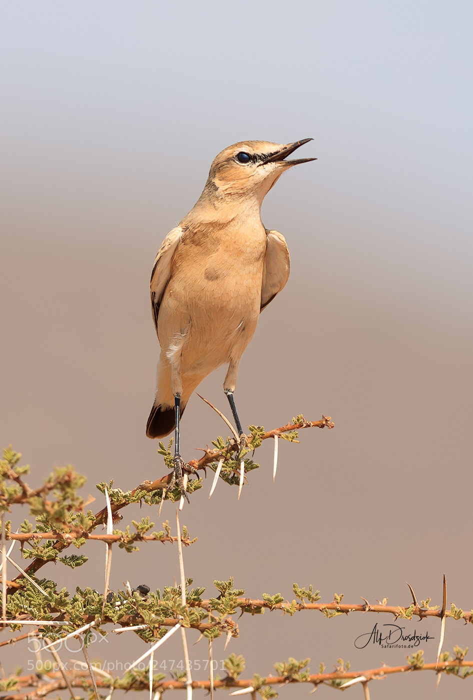 Canon EOS 5DS R sample photo. Singing bird in the photography