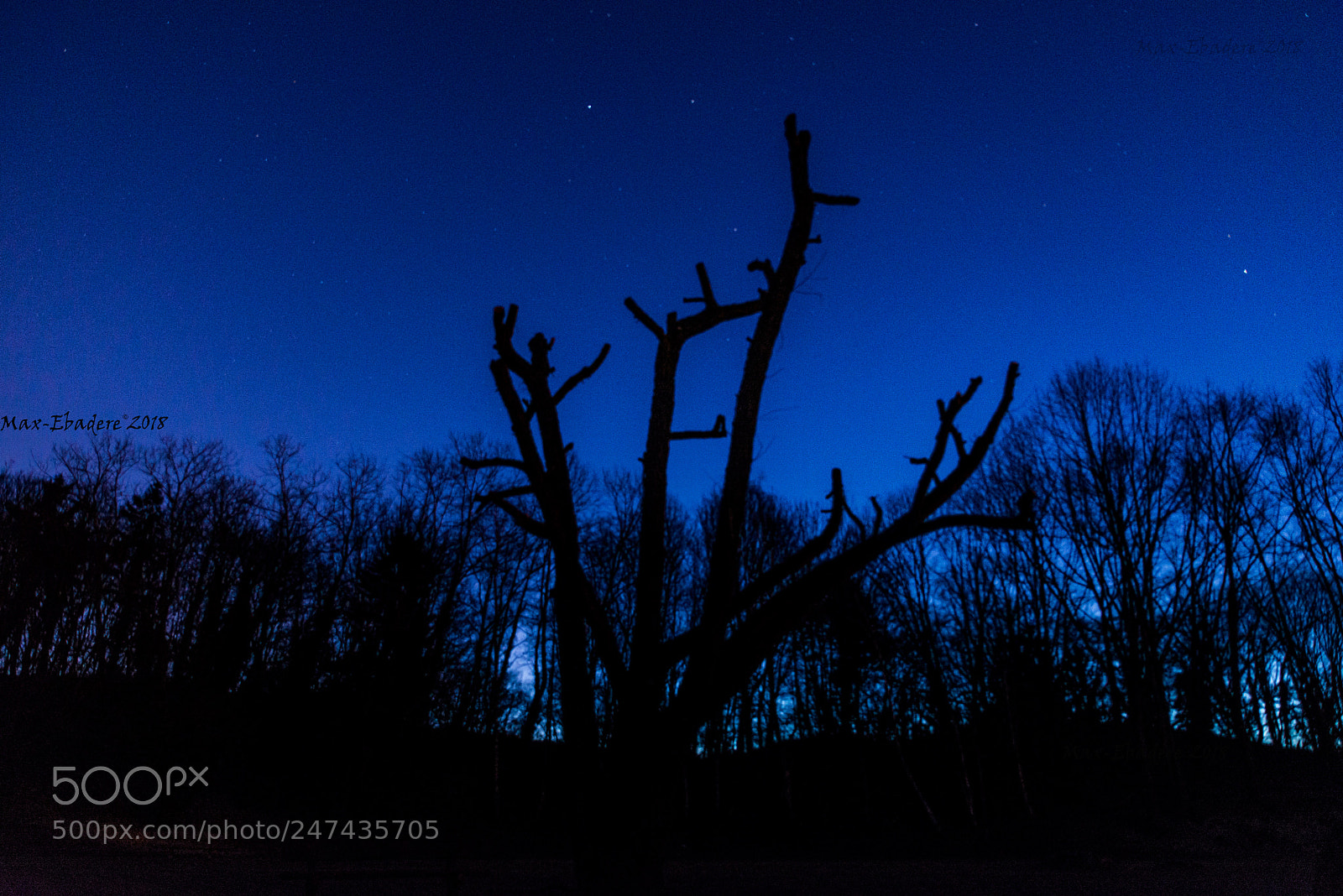 Nikon D600 sample photo. L'arbre bleu photography