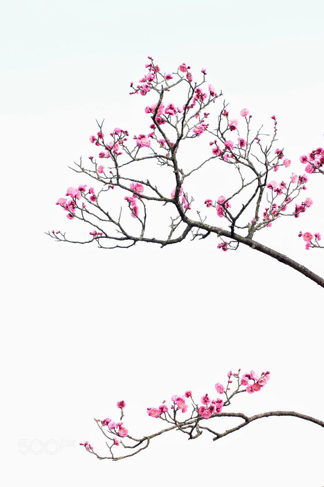 Canon EF 40mm F2.8 STM sample photo. Ume is just starting to bloom. photography