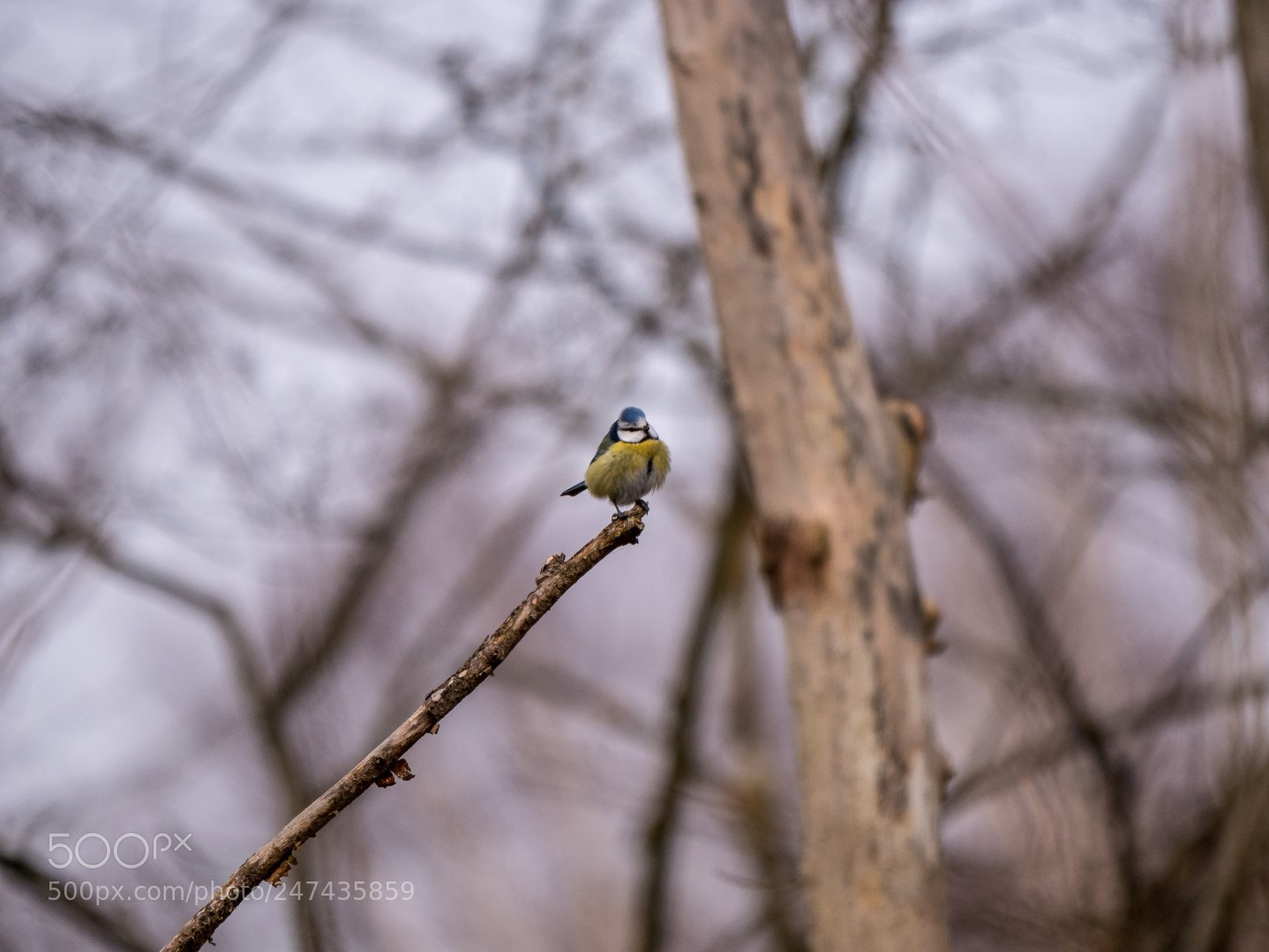 Panasonic Lumix DMC-GX85 (Lumix DMC-GX80 / Lumix DMC-GX7 Mark II) sample photo. Small bird, big forest photography